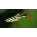 Poecilia wingei. Endler Campoma Nº48