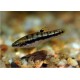 Heterandria Formosa. Molly pygmeo