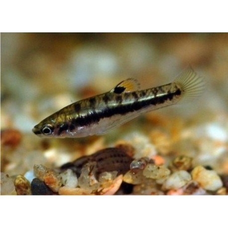 Heterandria Formosa. Molly pygmeo