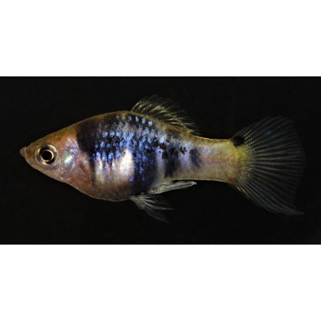 Xiphophorus Xiphidium
