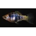 Xiphophorus Xiphidium
