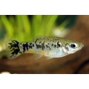 Limia Vittata. Limia cubana