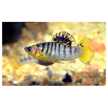 Limia Nigrofasciata. Limia Tricolor