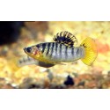 Limia Nigrofasciata. Limia Tricolor