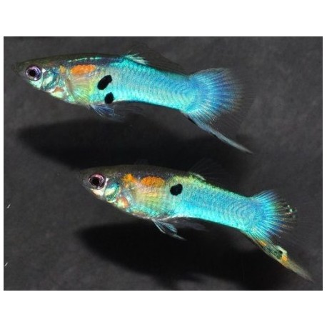 Poecilia wingei. Endler azul