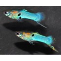 Poecilia wingei. Endler azul