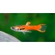 Poecilia endleri. Endler Red Scarlet