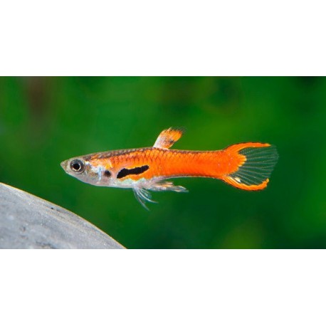 Poecilia endleri. Endler Red Scarlet