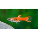 Poecilia endleri. Endler Red Scarlet
