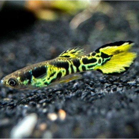 Poecilia wingei. Endler tigre