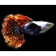 Poecilia reticulata. Guppy Dumbo
