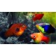 Xiphophorus maculatus. Platy Sp. Surtido