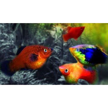 Xiphophorus maculatus. Platy Sp. Surtido