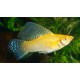 Poecilia velifera. Molly Veliferum
