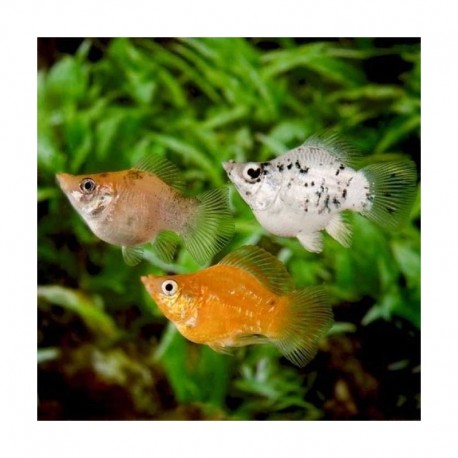 Poecilia sphenops var. Balón. Molly balon