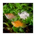 Poecilia sphenops var. Balón. Molly balon