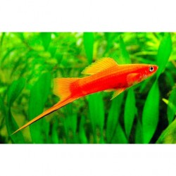 Xiphophorus helleri. Xipho cola de espada