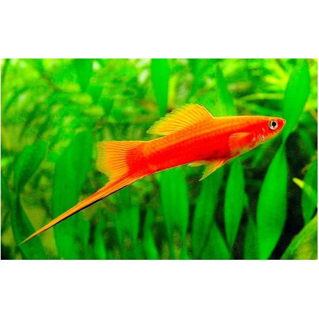 Xiphophorus helleri. Xipho cola de espada