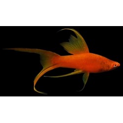 Xiphophorus helleri. Xipho cola de lira