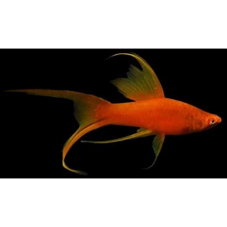 Xiphophorus helleri. Xipho cola de lira
