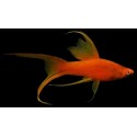 Xiphophorus helleri. Xipho cola de lira
