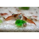 Neocaridina davidi var. red cherry