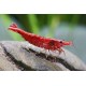Neocaridina davidi. Red Fire
