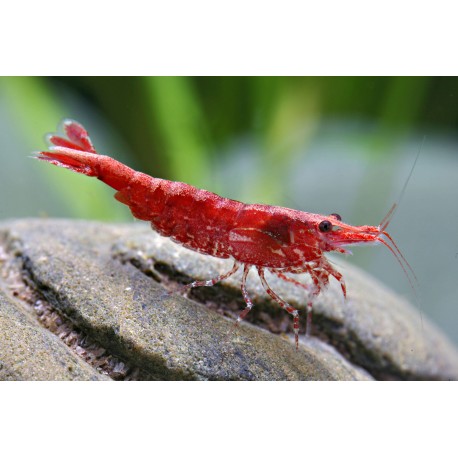 Neocaridina davidi. Red Fire