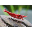Neocaridina davidi. Red Fire