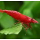 Neocaridina HeteropodA/Davidi var. Sakura Red