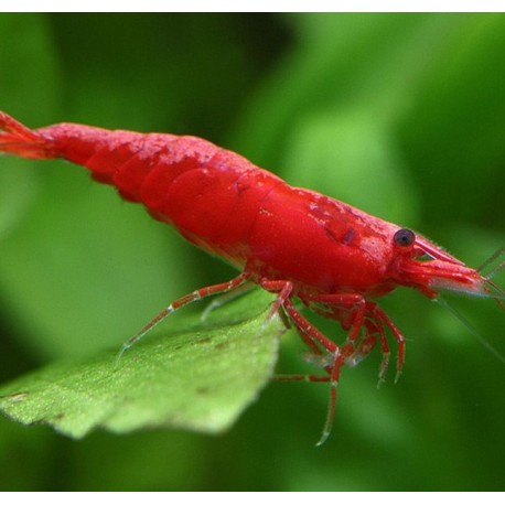 Neocaridina HeteropodA/Davidi var. Sakura Red