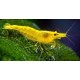Neocaridina Heteropoda/Davidi var. Yellow Golden Back