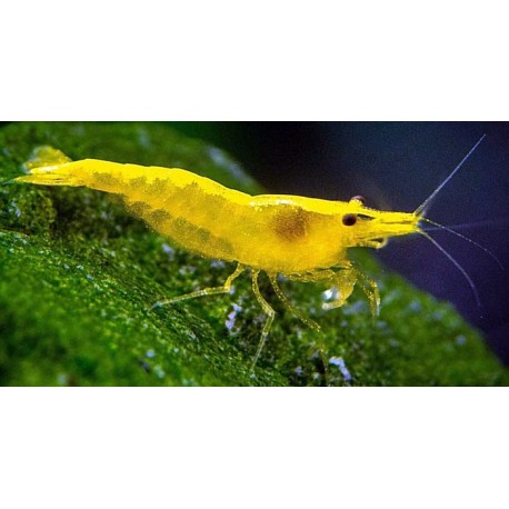 Neocaridina Heteropoda/Davidi var. Yellow Golden Back