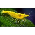 Neocaridina Heteropoda/Davidi var. Yellow Golden Back