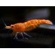 Neocaridina Heteropoda/Davidi var. Orange Sakura