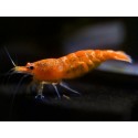 Neocaridina Heteropoda/Davidi var. Orange Sakura