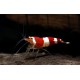 Caridina Cantonensis var. Crystal red