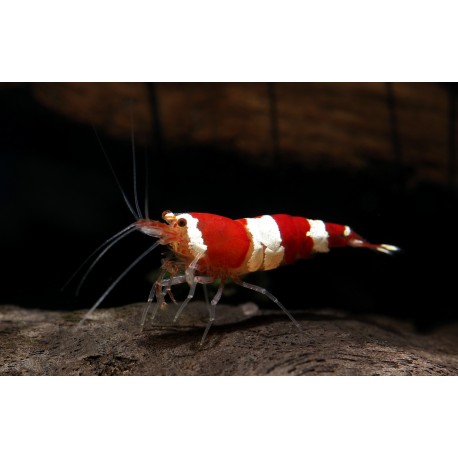 Caridina Cantonensis var. Crystal red