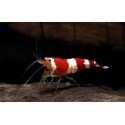 Caridina Cantonensis var. Crystal red