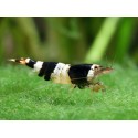 Caridina Cantonensis var. Crystal black