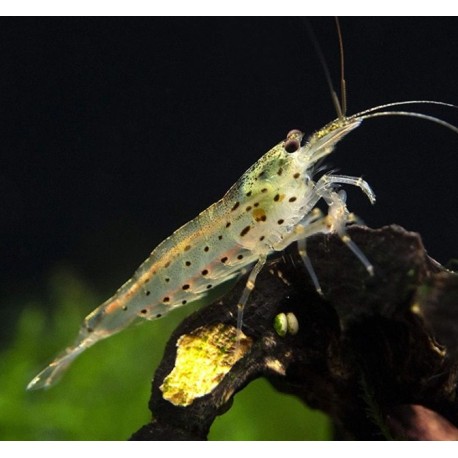 Caridina Multidentata Japonica