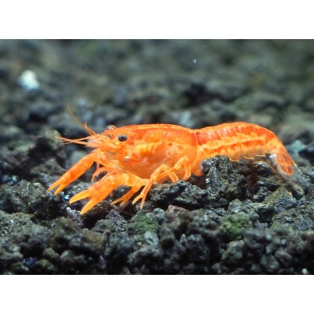 Cambarellus Patzcuarensis