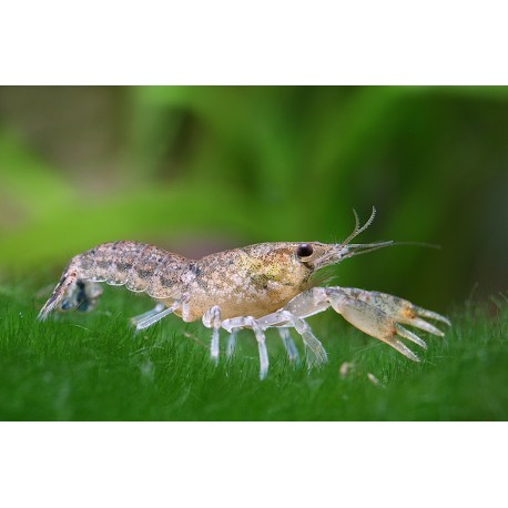 Cambarellus Diminutus
