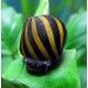 Neritina natalensis. Caracol cebra