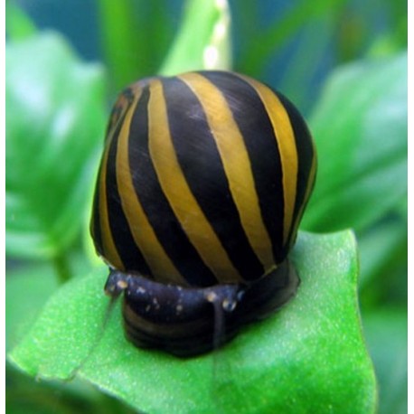 Neritina natalensis. Caracol cebra