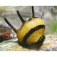 Caracol Clithon Corona. Abeja Cornudo