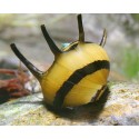 Caracol Clithon Corona. Abeja Cornudo