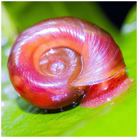 Planorbarius corneus. Caracol Planorbis