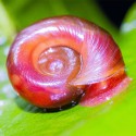 Planorbarius corneus. Caracol Planorbis