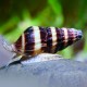 Anentome Helena. Caracol asesino
